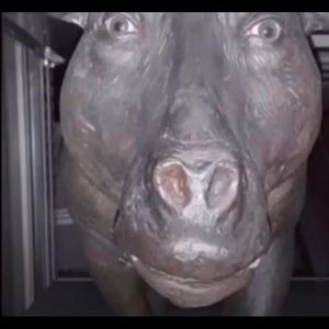 Meet your Posher, Drayton